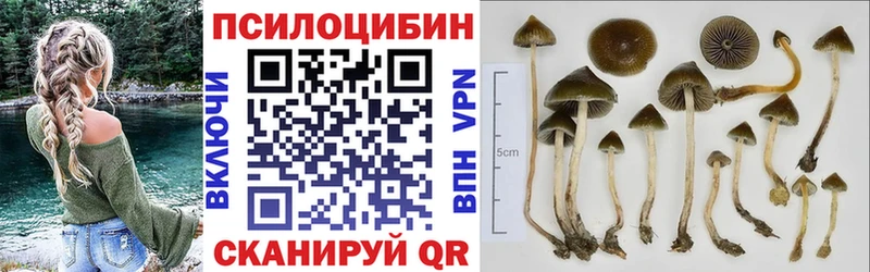 Купить где Буй Псилоцибиновые грибы мицелий